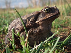 Rhinella diptycha