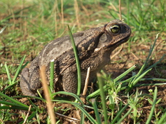 Rhinella diptycha