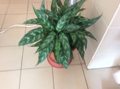 Liliopsida