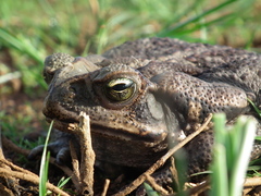 Rhinella diptycha