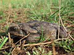 Rhinella diptycha