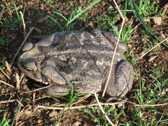 Rhinella diptycha