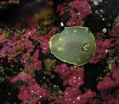 Cadlina laevis