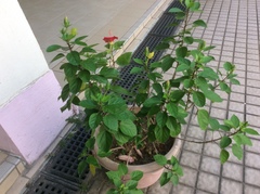 Hibiscus rosa-sinensis