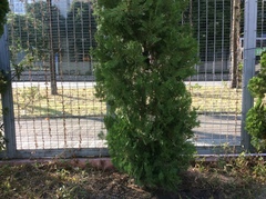 Cupressaceae