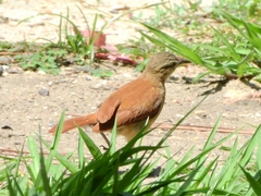 Furnarius minor