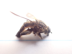 Orthoprosopa bilineata