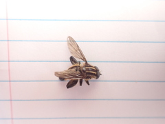 Orthoprosopa bilineata