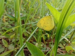 Eurema hecabe