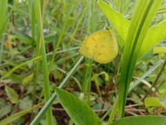 Eurema hecabe
