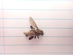 Orthoprosopa bilineata