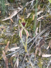 Caladenia dilatata
