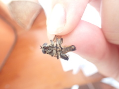 Orthoprosopa bilineata