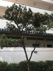 Podocarpus macrophyllus