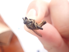 Orthoprosopa bilineata