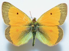 Colias hecla