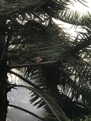 Passer montanus