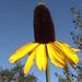 Great Coneflower - Photo (c) Kingsbrae Garden, some rights reserved (CC BY-NC-SA)