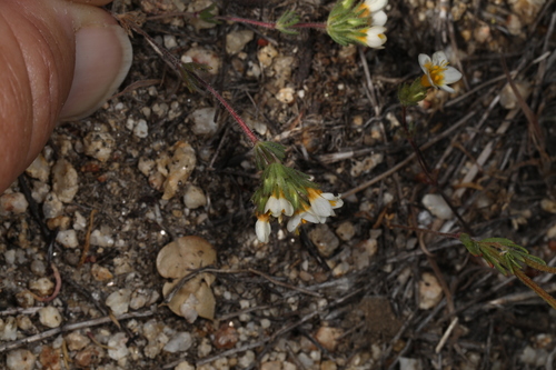 Image of Lemmon's Linanthus (Leptosiphon lemmonii) by (c) Judy Gallagher, some rights reserved (CC BY-SA)