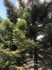 Araucaria