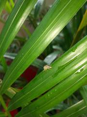 Thyene coccineovittata