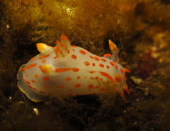 Polycera quadrilineata