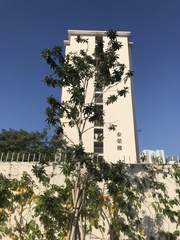 Xanthostemon chrysanthus