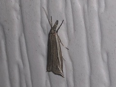 Raphiptera argillaceellus