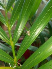 Thyene coccineovittata