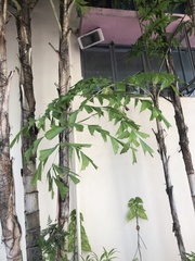 Caryota