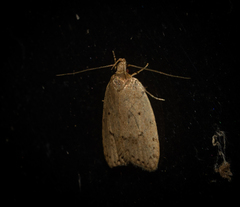 Eulechria convictella