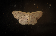 Idaea punctatissima