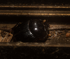 Onthophagus neostenocerus