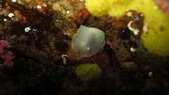 Cadlina laevis