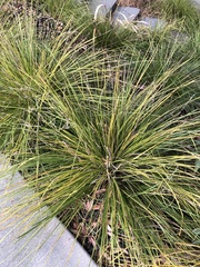 Carex virgata