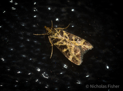 Scoparia melanoxantha