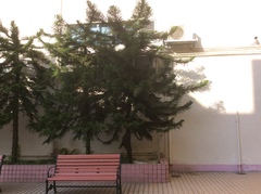 Araucaria
