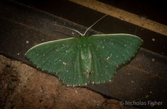 Prasinocyma iosticta