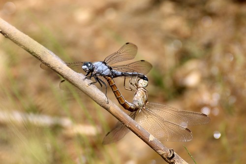Southern Skimmer