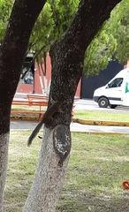 Sciurus niger limitis