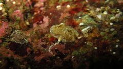 Goniodoris castanea