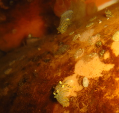 Polycera quadrilineata