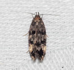 Barea codrella