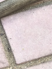 Formicidae