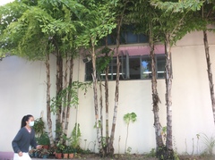 Caryota