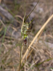 Pterostylis woollsii