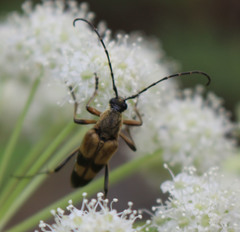 Etorofus obliteratus