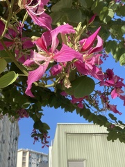 Bauhinia