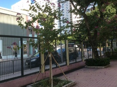 Bauhinia