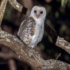 Tyto novaehollandiae